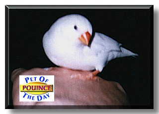 Pouince, the Pet of the Day
