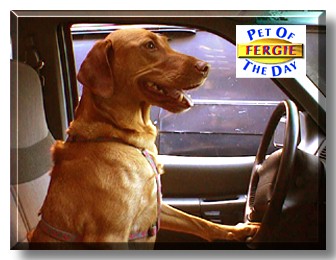 Fergie, the Pet of the Day