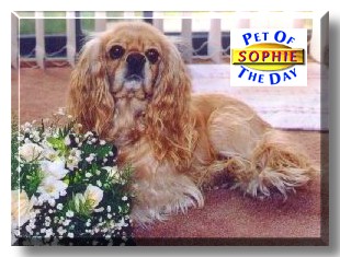Sophie, the Pet of the Day
