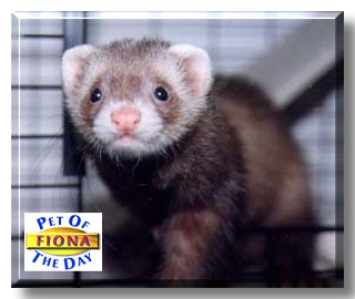 Fiona, the Pet of the Day