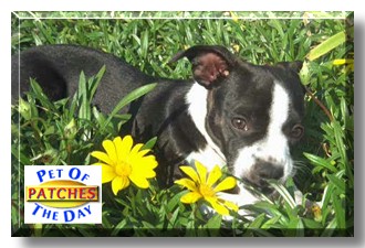 Patches, the Pet of the Day
