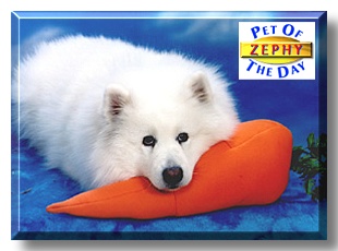 Arctic Zephyr, the Pet of the Day