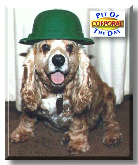 Corporal, the Pet of the Day