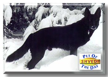 Shvedi, the Pet of the Day