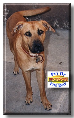 Bronson, the Pet of the Day