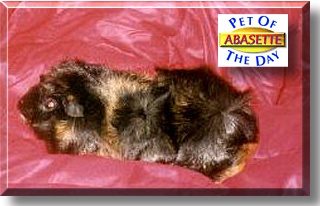 Abasette, the Pet of the Day