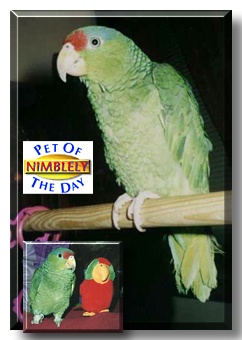 Nimblely, the Pet of the Day