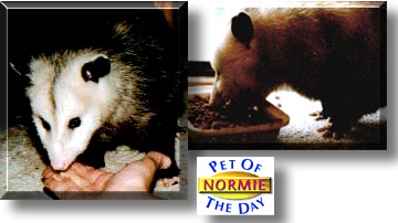 Normie, the Pet of the Day