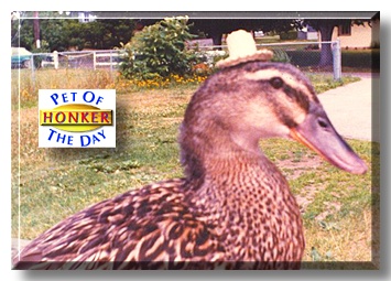 Honker, the Pet of the Day