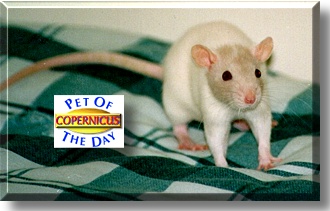 Copernicus, the Pet of the Day