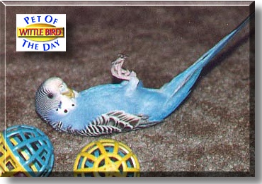 Wittle Bird, the Pet of the Day