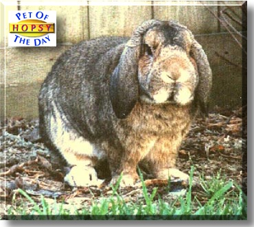 Hopsy, the Pet of the Day