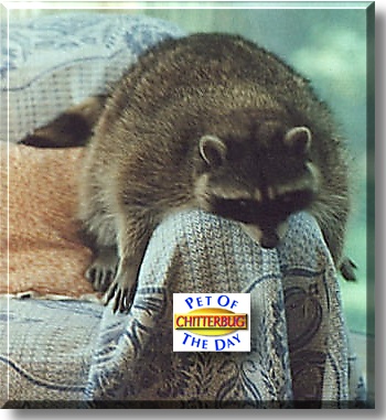 Chitterbug, the Pet of the Day