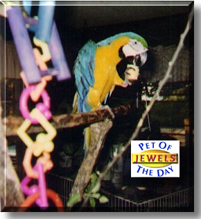 Jewels, the Pet of the Day