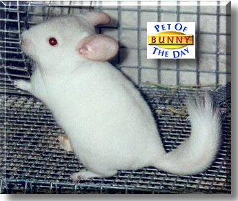 Bunny, the Pet of the Day