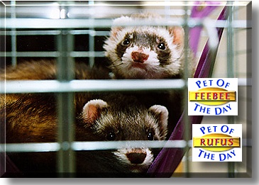 Feebee and Rufus, the Pet of the Day