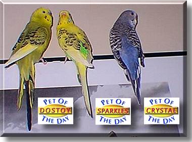 Dostoy, Sparkles, and Crystal, the Pet of the Day
