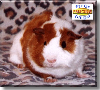 Priscilla Pigsley, the Pet of the Day