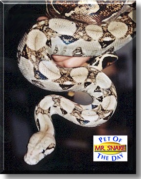 Mr. Snake, the Pet of the Day