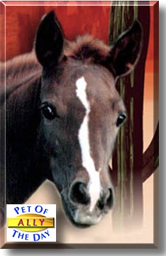 Ally, the Pet of the Day