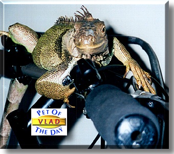 Vlad, the Pet of the Day