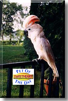 Sweetheart, the Pet of the Day