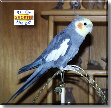 Shortie, the Pet of the Day