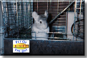 Binky, the Pet of the Day
