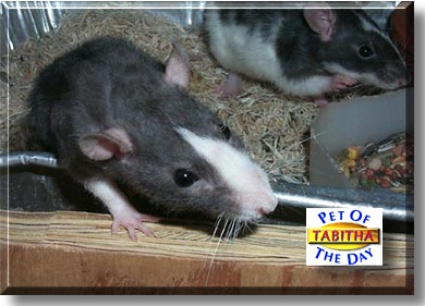 Tabitha, the Pet of the Day