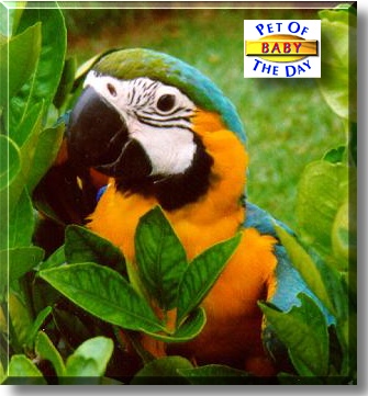 Baby, the Pet of the Day