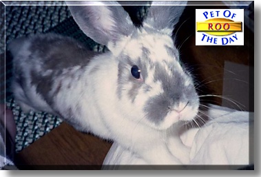 Roo, the Pet of the Day