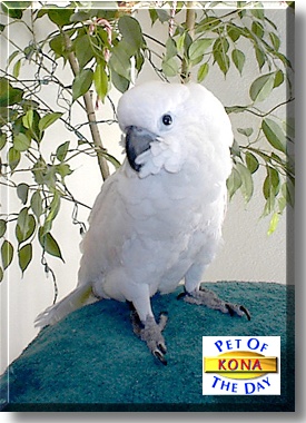 Kona, the Pet of the Day