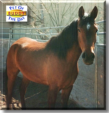 Buddy, the Pet of the Day