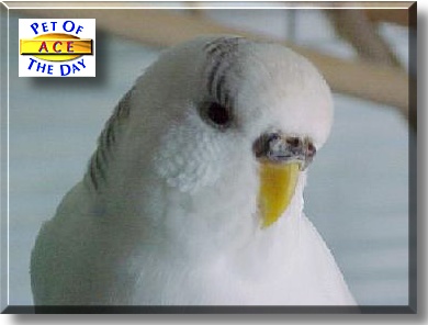 Ace, the Pet of the Day
