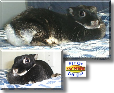Kacperek, the Pet of the Day