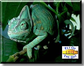 Lois, the Pet of the Day