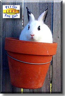 Lexy, the Pet of the Day