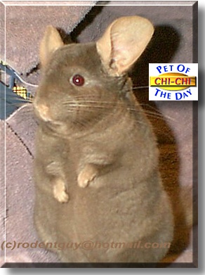Sir Chi Chi, the Pet of the Day