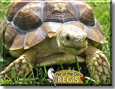 Regis, the Pet of the Day
