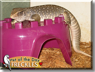 Freckles, the Pet of the Day