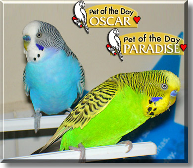 Oscar and Paradise, the Pet of the Day