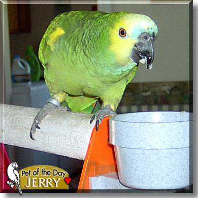 Jerry, the Pet of the Day