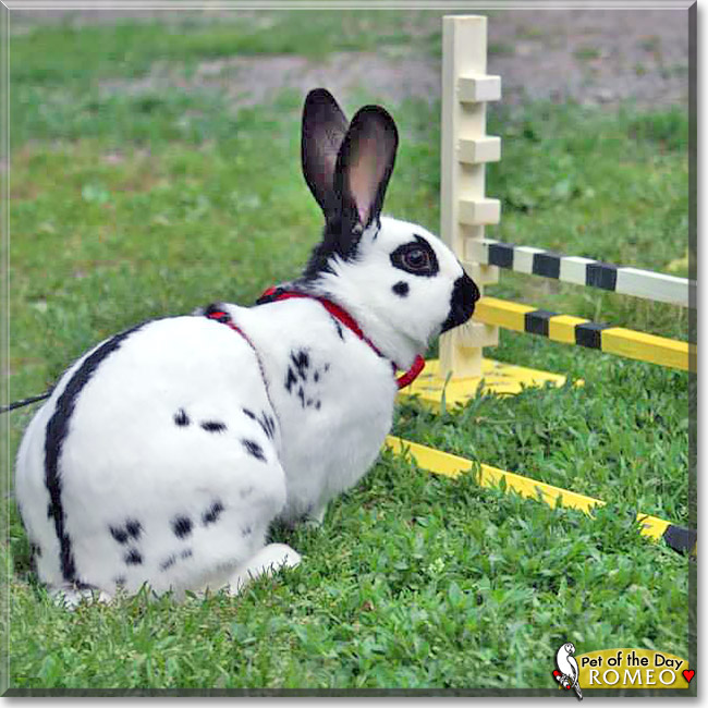 Romeo, the Pet of the Day Romeo, the Pet of the Day