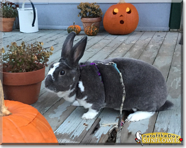 Sunflower the Mini Rex Rabbit, the Pet of the Day Sunflower the Mini Rex Rabbit, the Pet of the Day