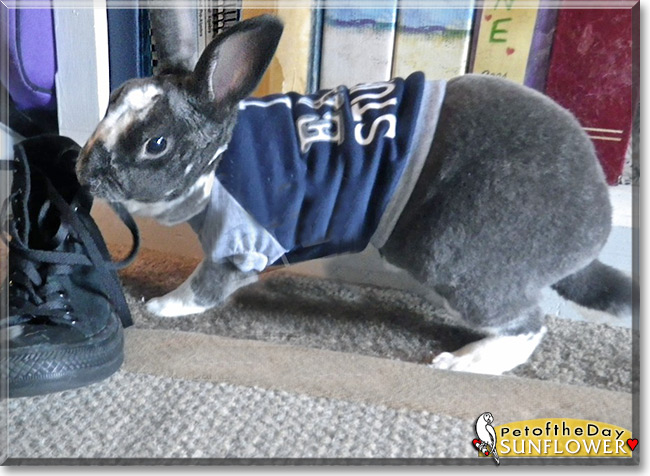 Sunflower the Mini Rex Rabbit, the Pet of the Day