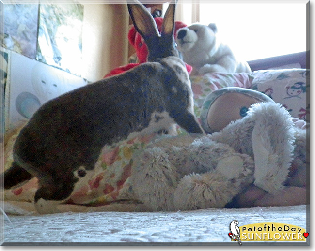 Sunflower the Mini Rex Rabbit, the Pet of the Day