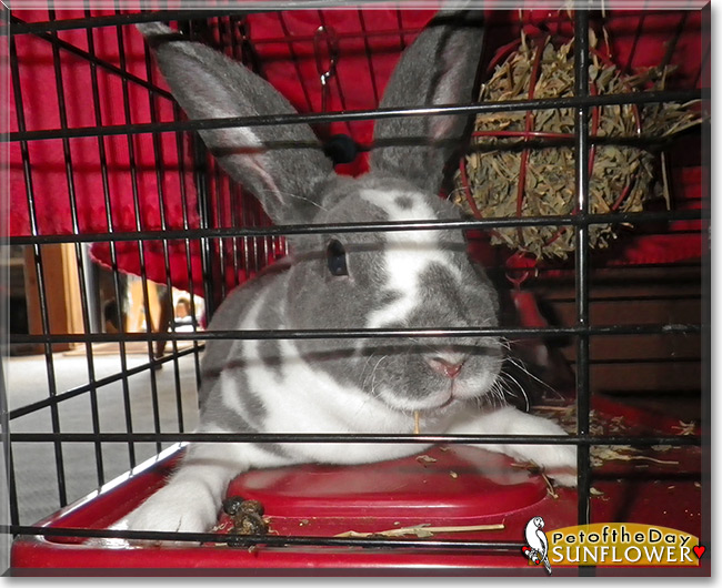 Sunflower the Mini Rex Rabbit, the Pet of the Day