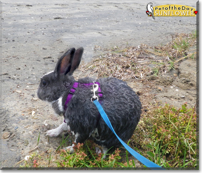 Sunflower the Mini Rex Rabbit, the Pet of the Day
