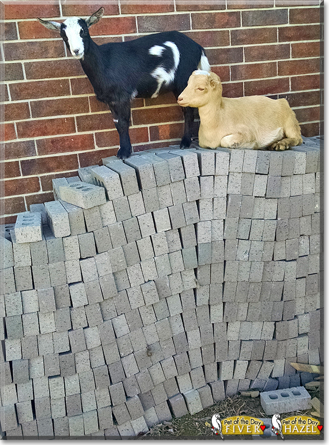 Hazel and Fiver the Miniature Lamancha Goats, the Pet of the Day Hazel and Fiver the Miniature Lamancha Goats, the Pet of the Day