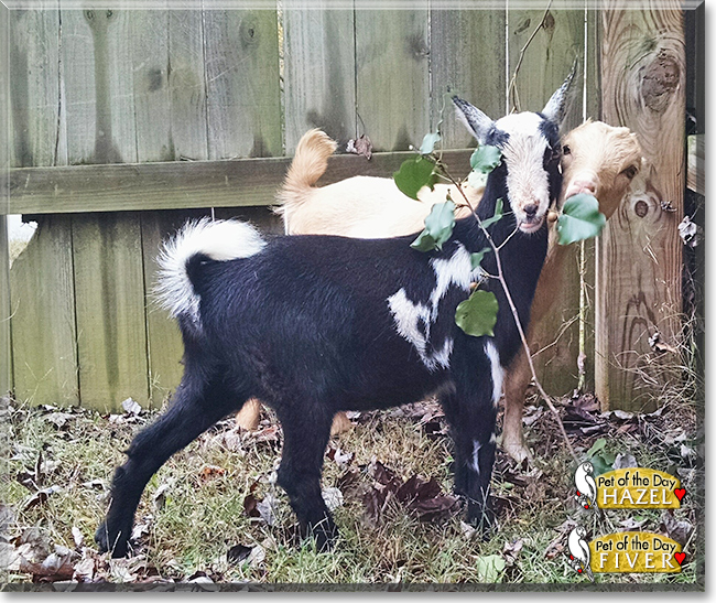 Hazel and Fiver the Miniature Lamancha Goats, the Pet of the Day